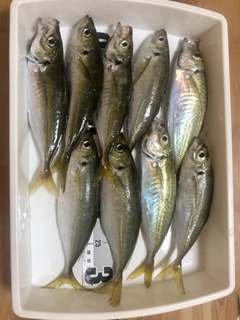 アジの釣果