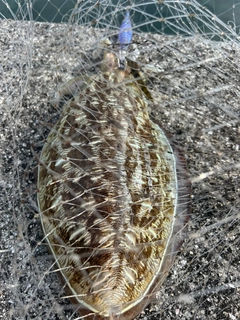 モンゴウイカの釣果