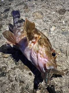 ガシラの釣果