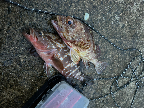 カサゴの釣果