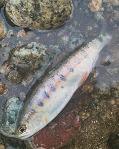 イワナの釣果