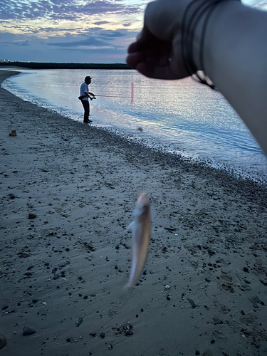 キスの釣果