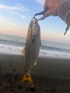 ワカシの釣果