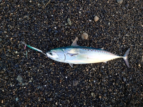 マルソウダの釣果