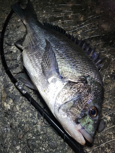 クロダイの釣果