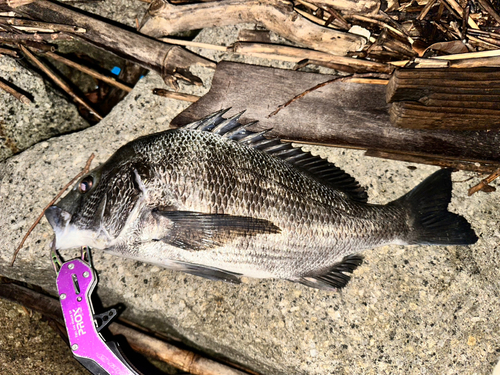 クロダイの釣果