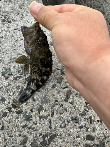 タケノコメバルの釣果