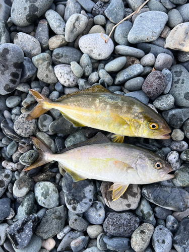 ショゴの釣果