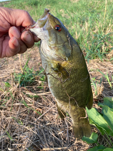 スモールマウスバスの釣果