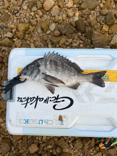 クロダイの釣果