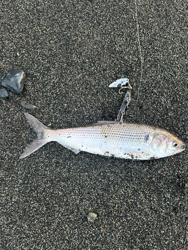 コノシロの釣果