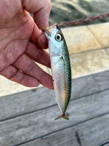 サバの釣果