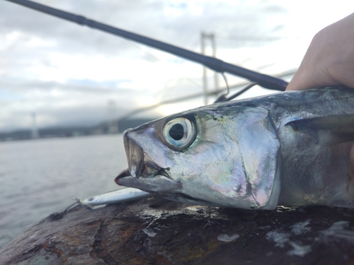 エゾメバルの釣果