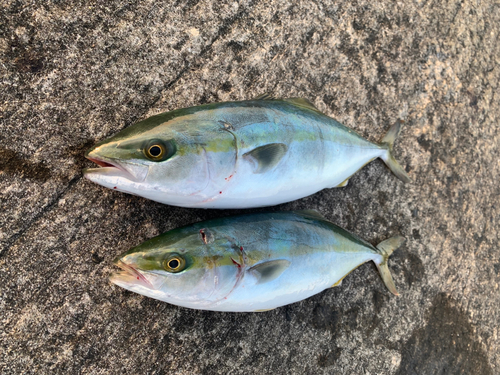 ツバスの釣果