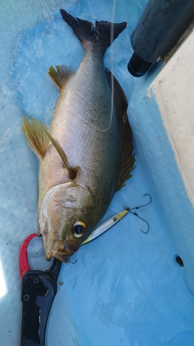 イサキの釣果