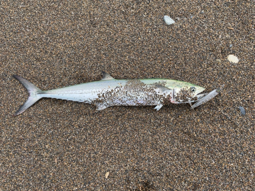 サゴシの釣果