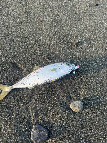 ワカシの釣果