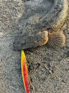 マゴチの釣果