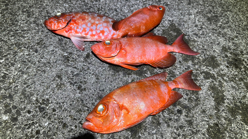 キントキダイの釣果