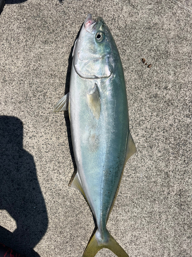 イナダの釣果