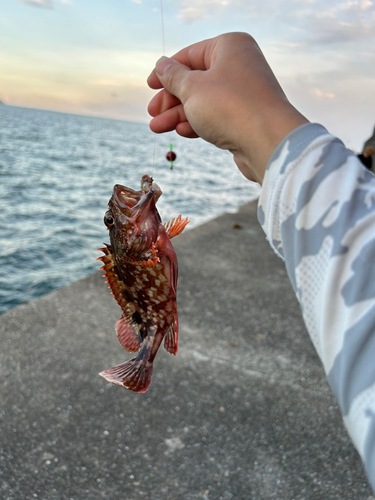 カサゴの釣果