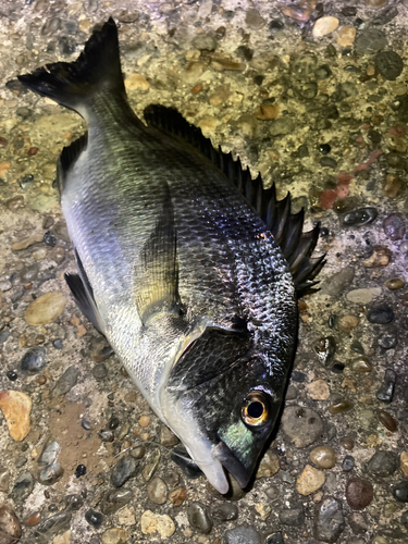 チヌの釣果