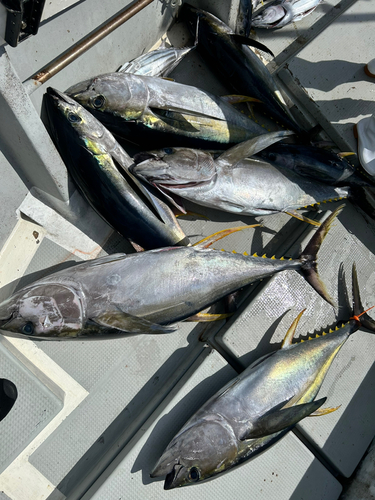 キハダマグロの釣果