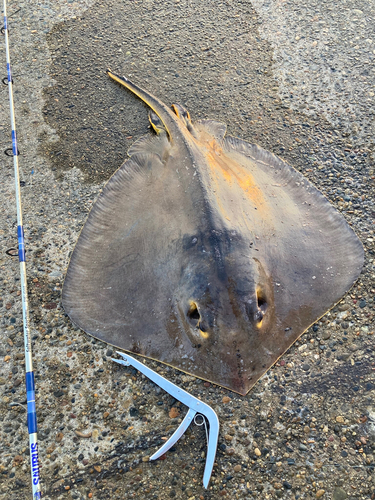 アカエイの釣果