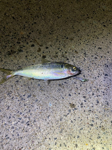 コノシロの釣果