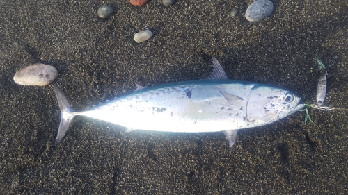 マルソウダの釣果