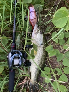 ブラックバスの釣果