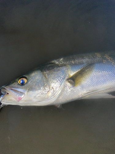 スズキの釣果