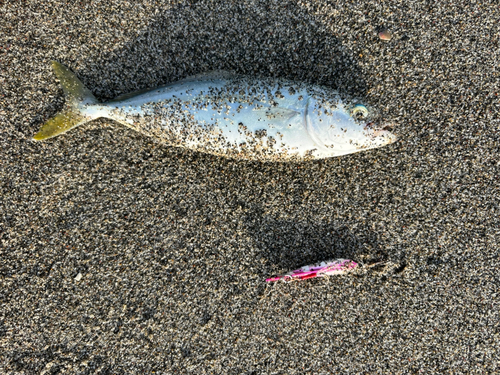 ワカシの釣果