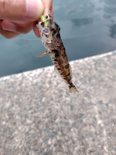 アナハゼの釣果