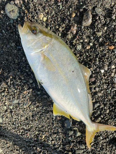 ショゴの釣果