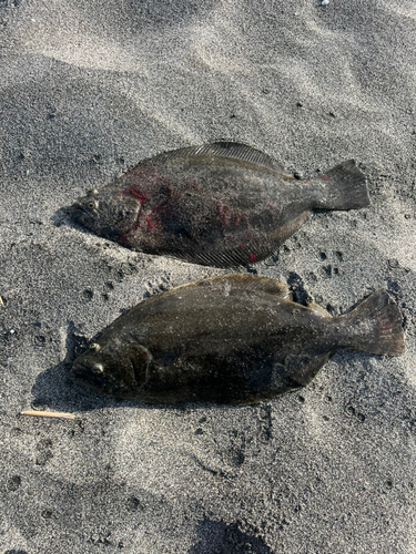 ヒラメの釣果