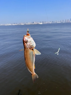 イシモチの釣果