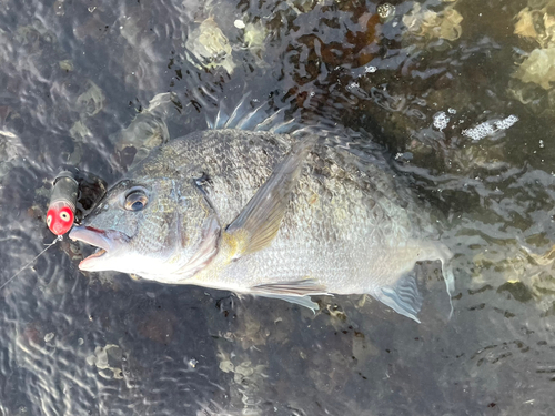 チヌの釣果