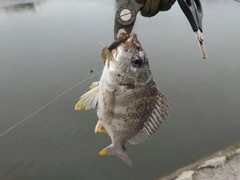 キビレの釣果