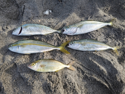 ワカシの釣果