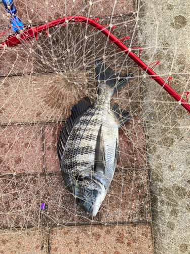 クロダイの釣果