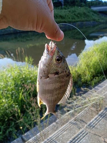 スズキの釣果