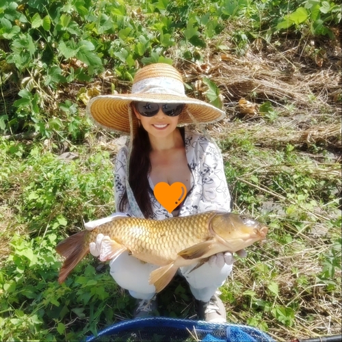 コイの釣果