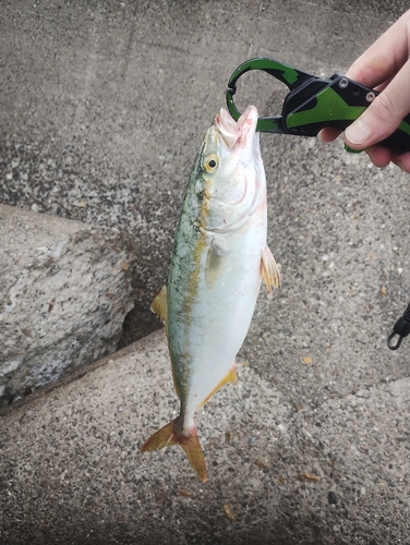 ツバスの釣果