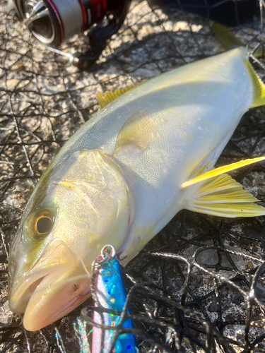 ショゴの釣果