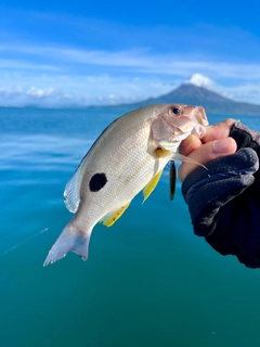 クロホシフエダイの釣果