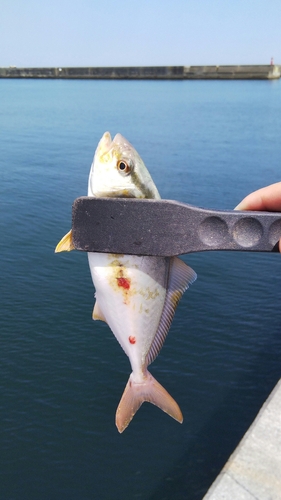 ショゴの釣果