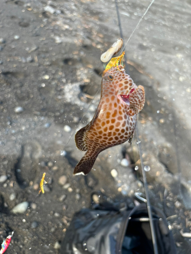 オオモンハタの釣果