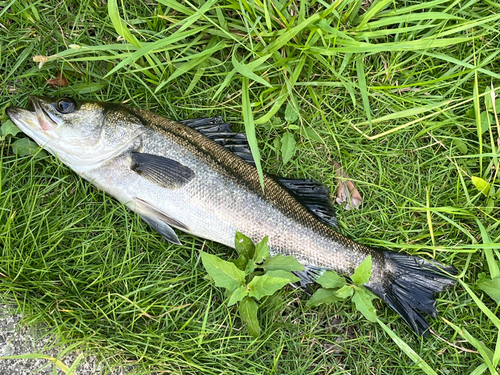 フッコ（タイリクスズキ）の釣果