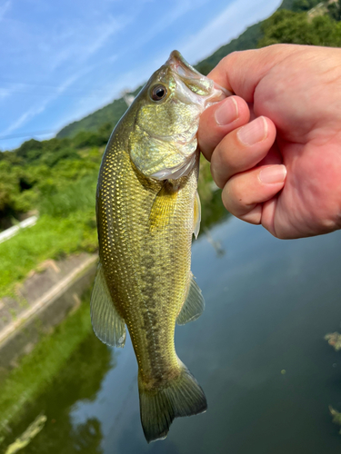 ラージマウスバスの釣果